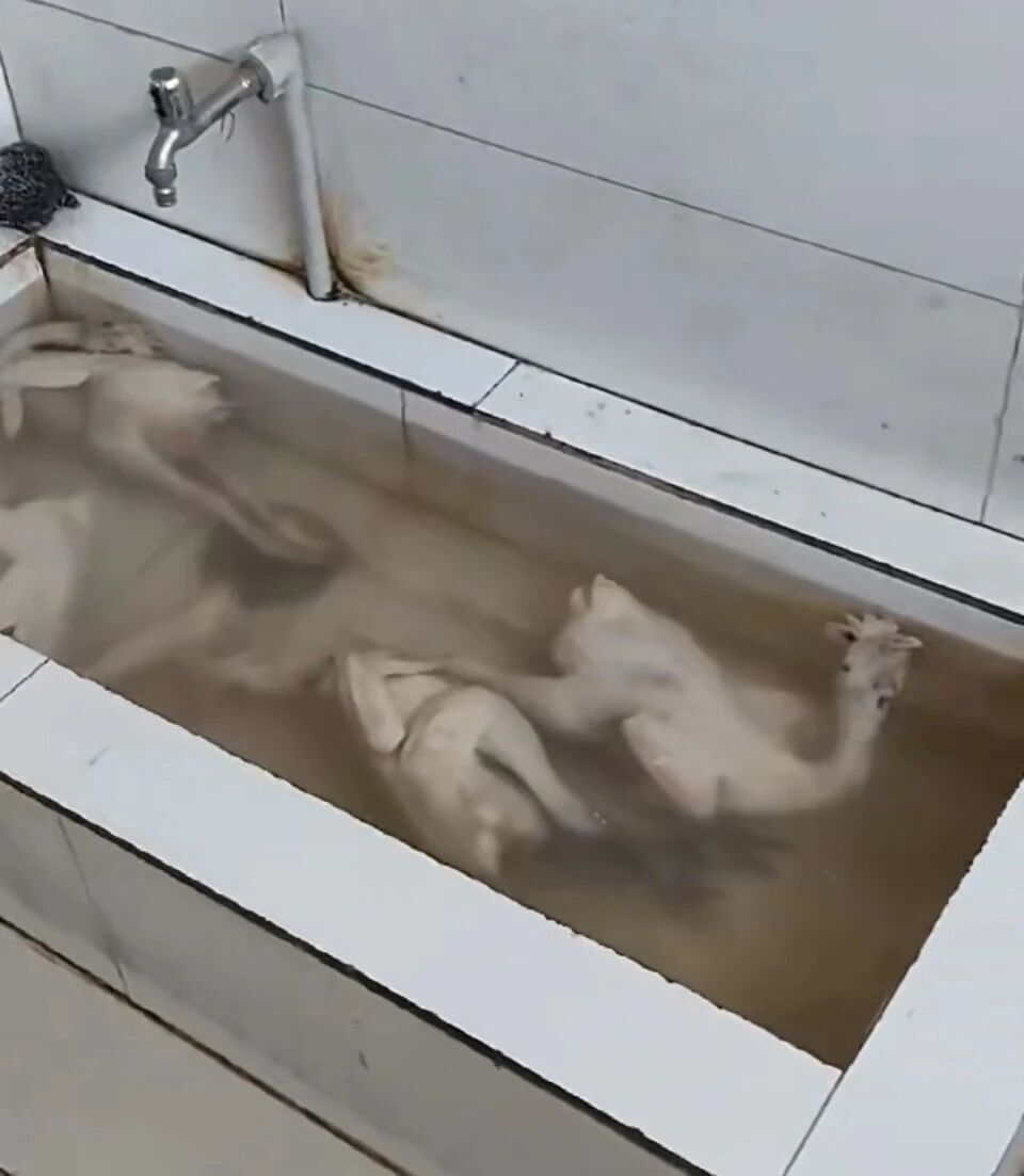 怎么联系当地鸡“泡一泡继续卖”，网友称江苏一超市厕所水池中浸泡了4只冷冻鸡！超市和当地市监局回应_https://www.jmylbn.com_新闻资讯_第3张