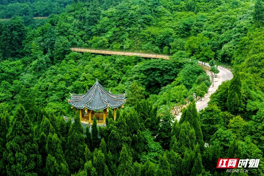 花草新闻社│上春山赏春花 怀化这5个地方油桐花开了_腾讯新闻