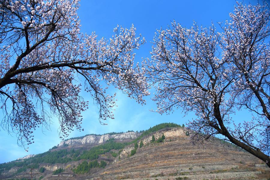 山杏景观图片