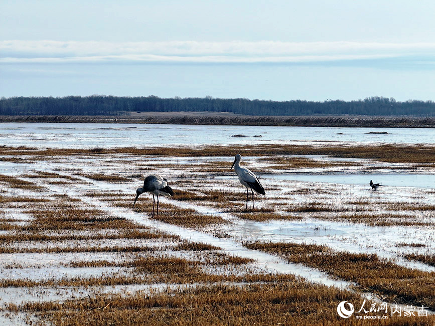 春回大地北归候鸟抵达科尔沁国家级自然保护区