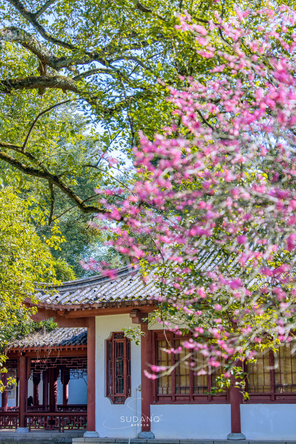 东湖梅园:全球最大的梅花资源圃_腾讯新闻