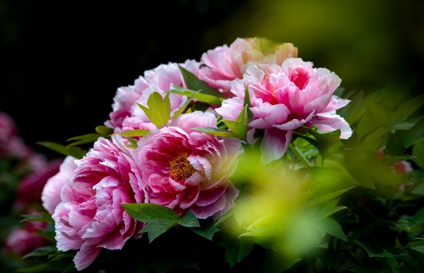 赏牡丹,乐游园 成都彭州牡丹花会趣味多_腾讯新闻