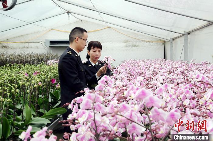 广州海关所属佛山海关驻南海办事处关员对出口蝴蝶兰开展属地查检.