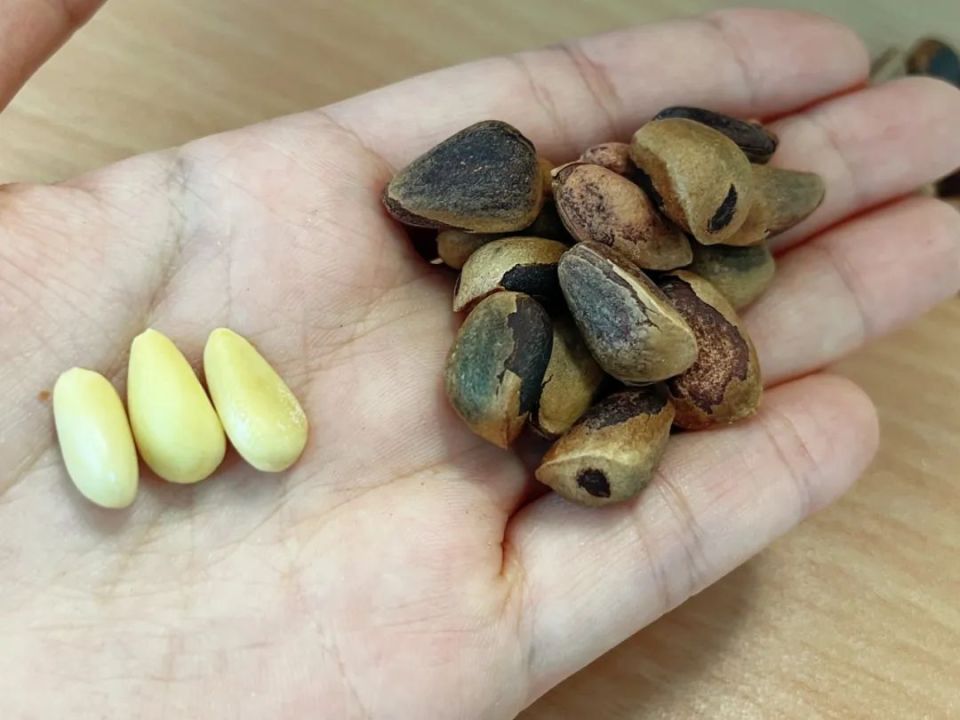 大颗粒东北野生松子限时抢