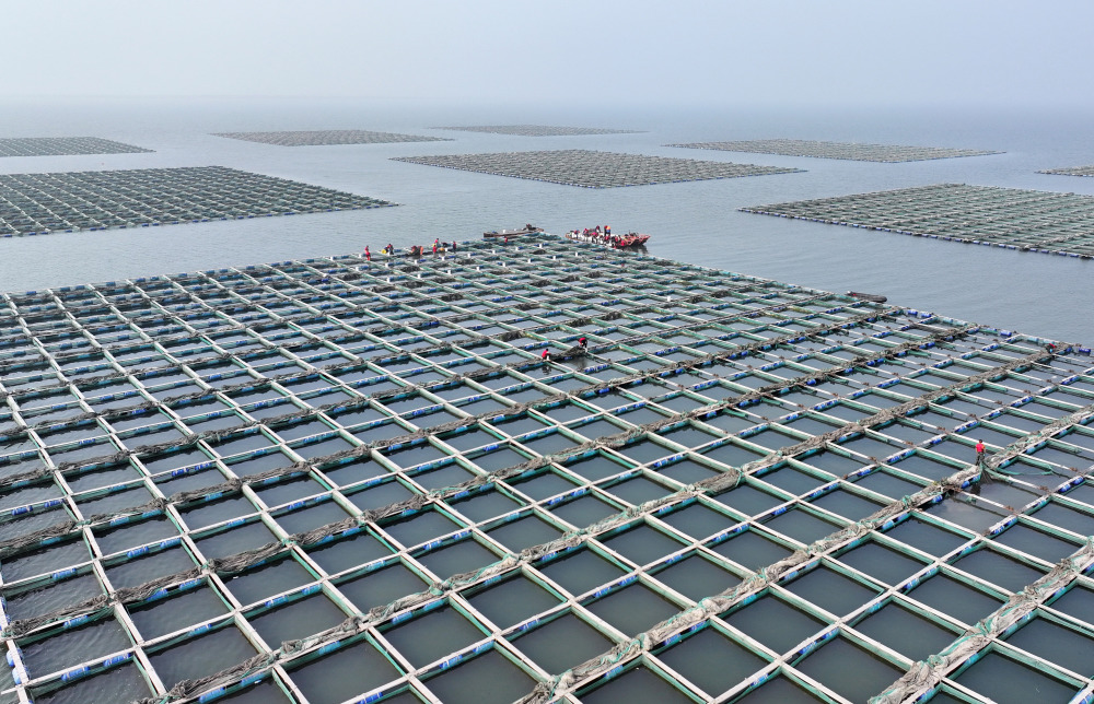 11月6日,河北省唐山市曹妃甸区一家深海网箱海参养殖合作社的社员在