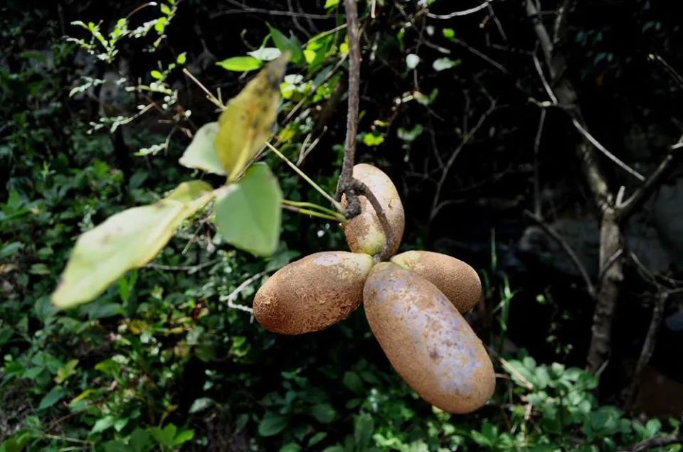 农村6大夏季野果,第1种被誉为"水果之王",最后一种泡酒是一绝