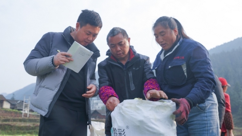 沿河4000余亩大头菜喜获丰收