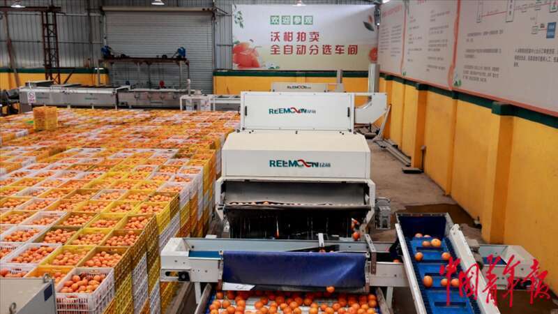 科技创新让广西"水果王国"版图不断扩大_腾讯新闻