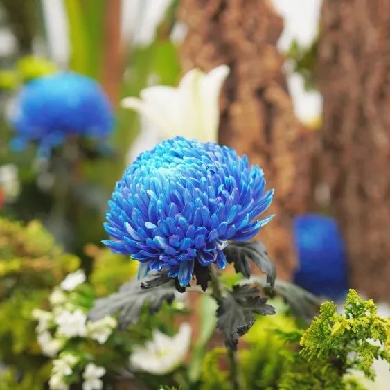 成渝cp你磕到了吗?_腾讯新闻