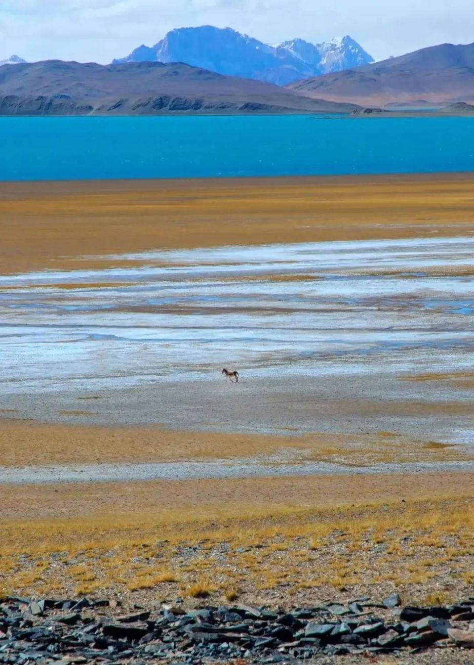 合法穿越800公里羌塘无人区,风景绝美人迹罕至!