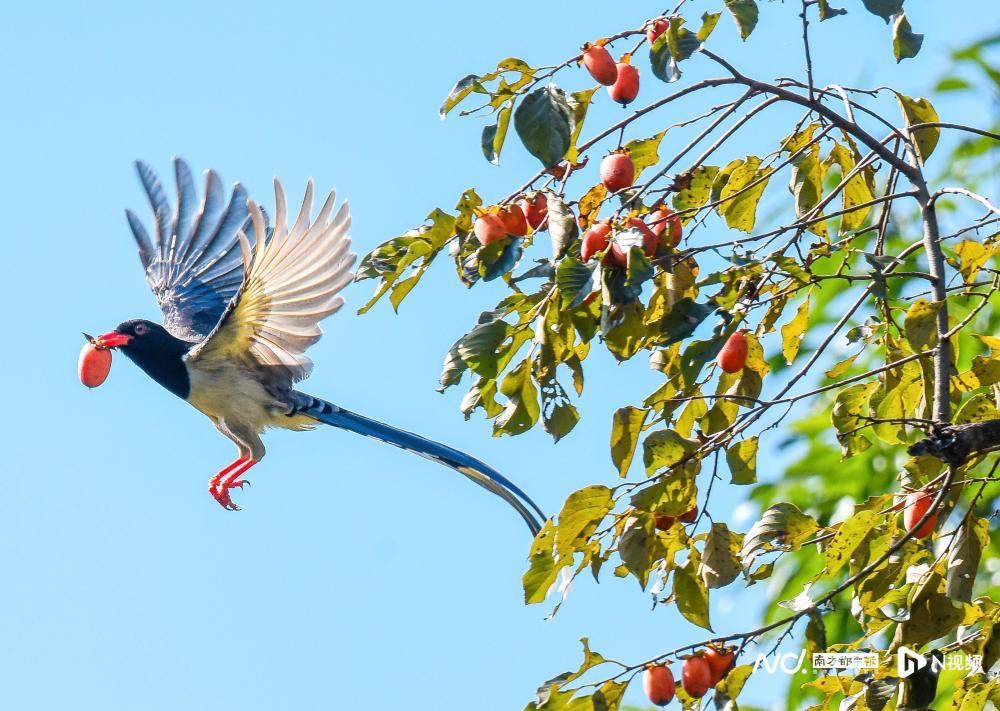 它是神话中王母娘娘的青鸟?