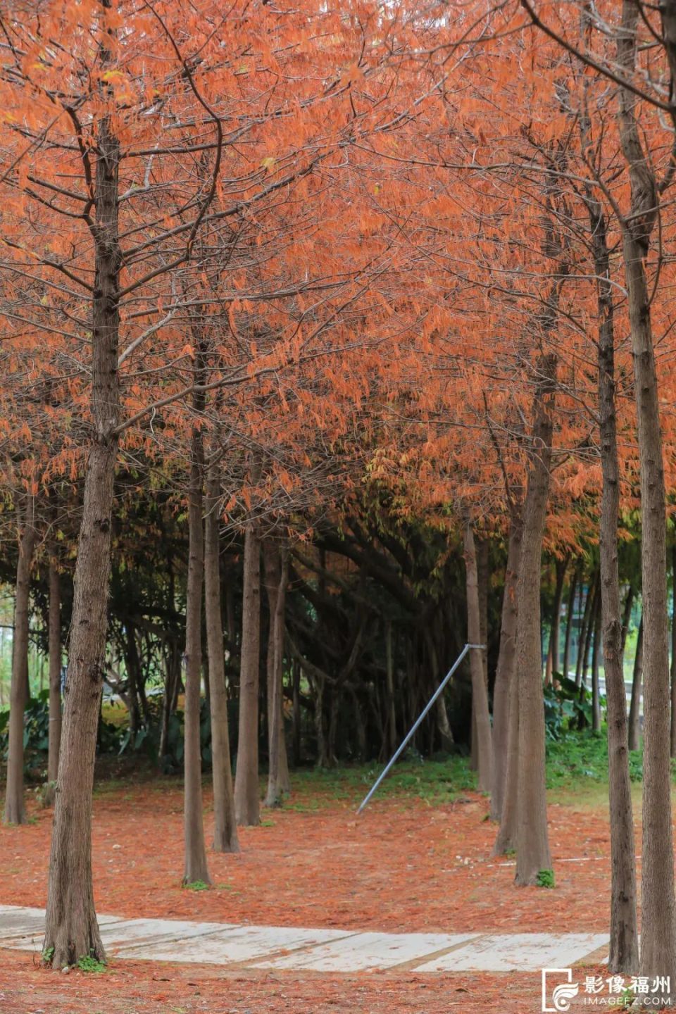 福州水杉红了!