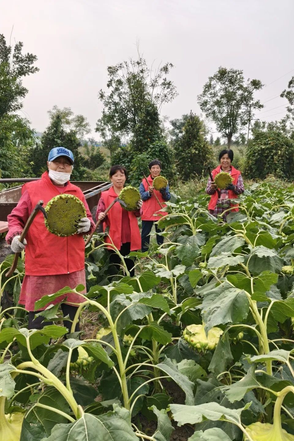 油葵成熟期图片