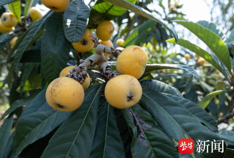 【视频】苏州东山白沙枇杷开采上市啦!