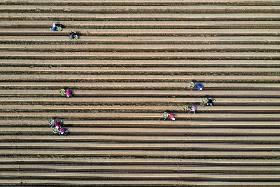 人勤春来早 田间播种忙