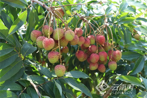 红河河口:又到荔枝成熟季,甜蜜尝鲜正当时