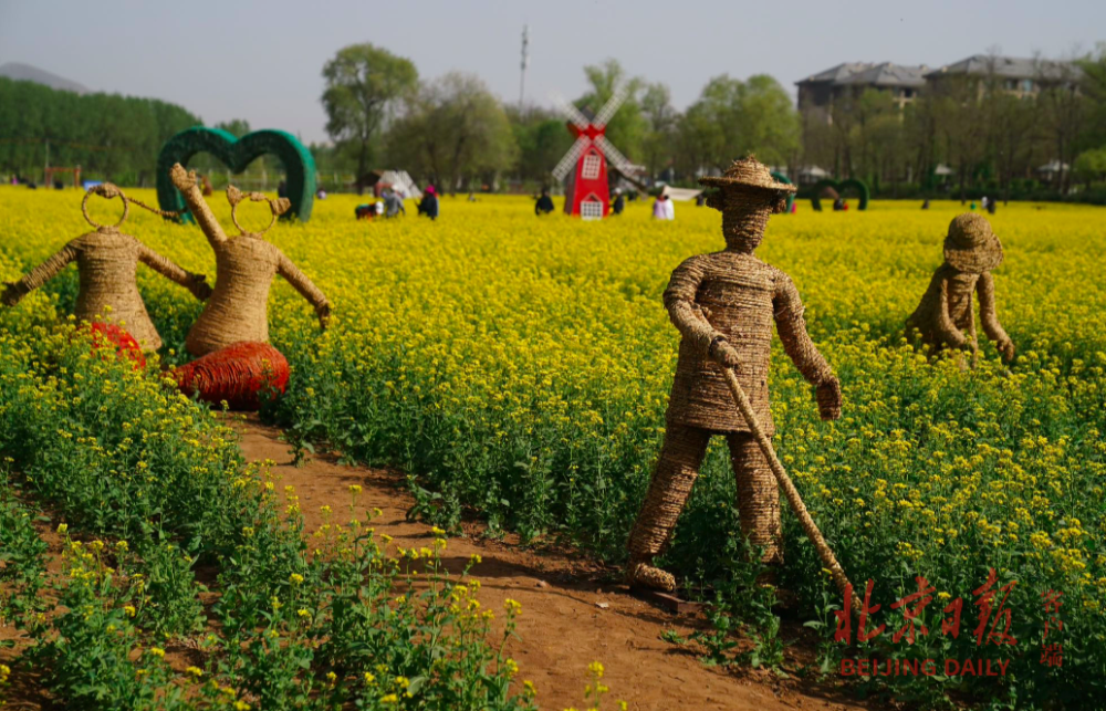 丰台区怪村百亩油菜花图片