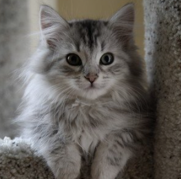猫咪闻起来臭臭的是什么原因?