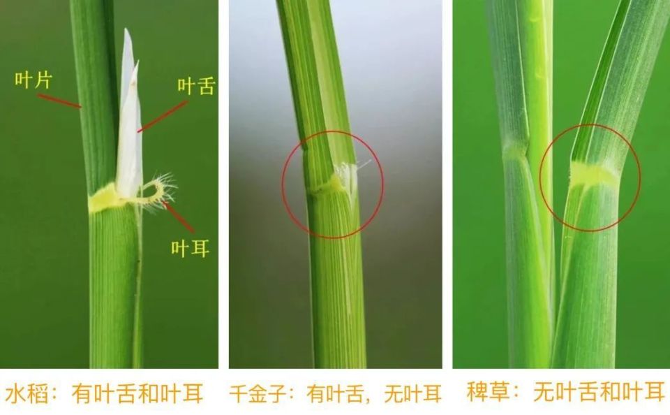 以常见的禾本科杂草稗草,千金子为例,他们的幼苗和水稻在外观上区别不
