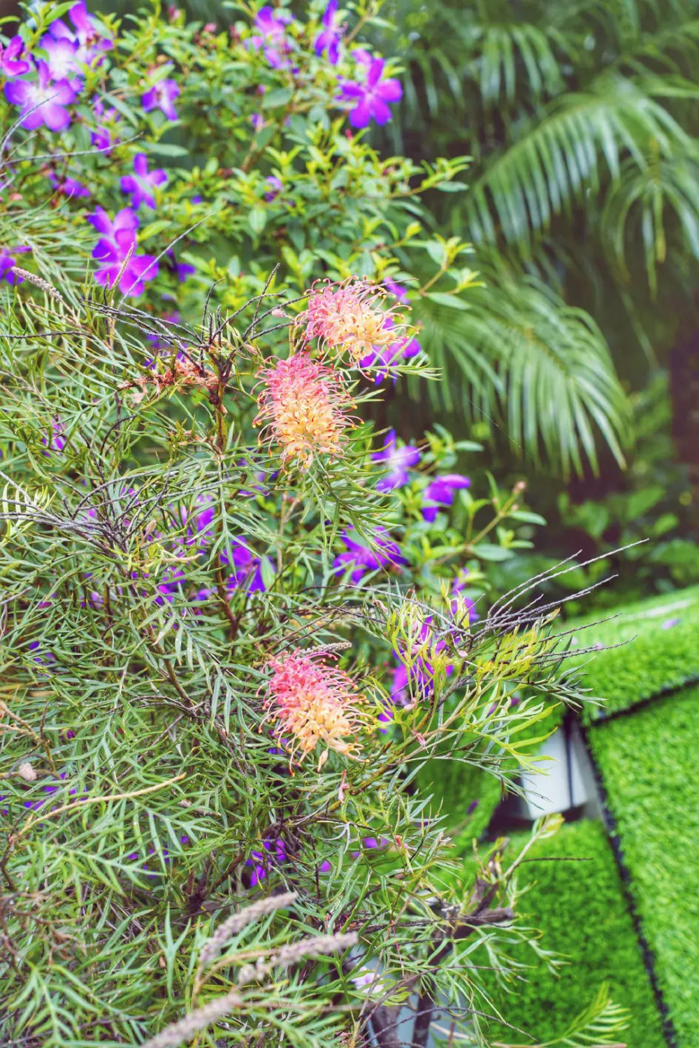 云南省临沧市楼前庭院红花银桦逢秋绽放芳华 花期持久绵长寓意吉祥