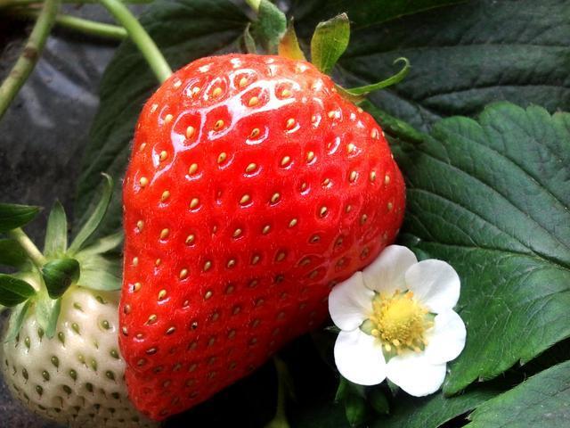 草莓价格腰斩,车厘子"跌跌不休":水果自由要回来了吗?|第2眼_腾讯新闻