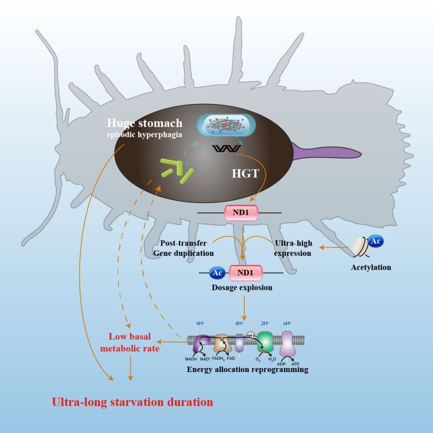中国科学院海洋所首篇Cell：李富花团队揭示深海生物超强耐饿机制 | Cell Press论文速递_腾讯新闻