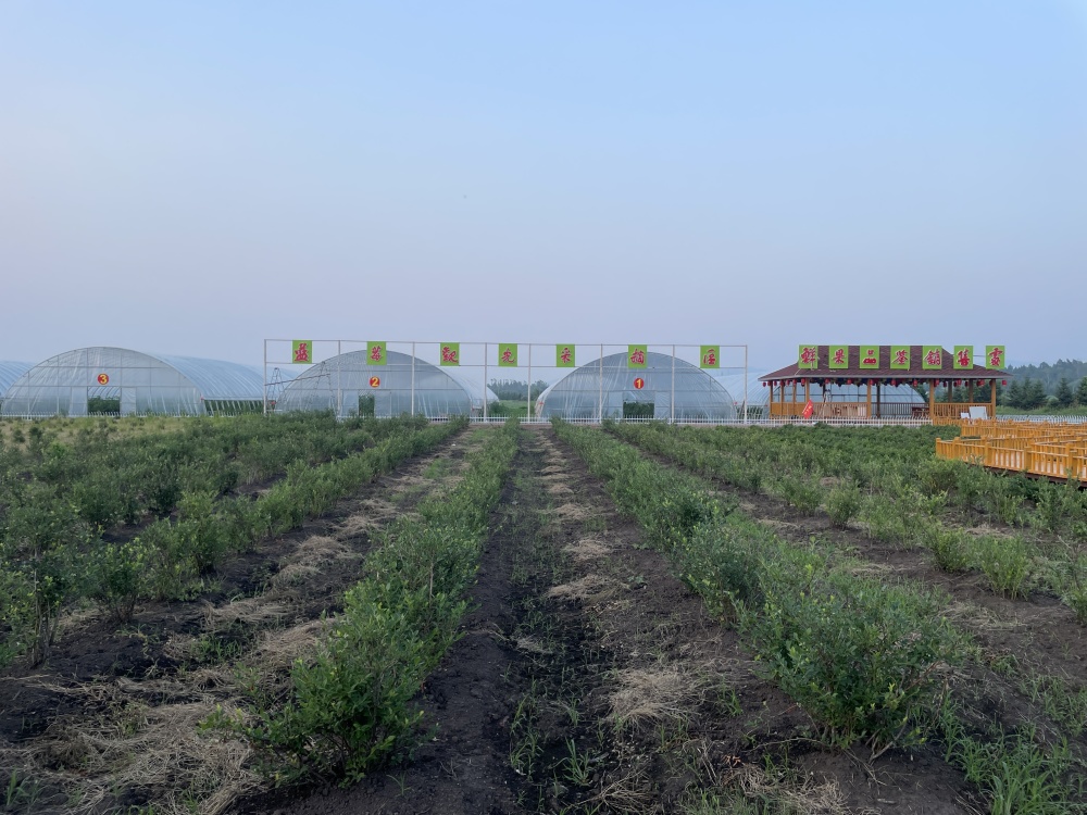 这是7月12日拍摄的中国伊春友好林业局蓝莓种植基地内种植的蓝莓.