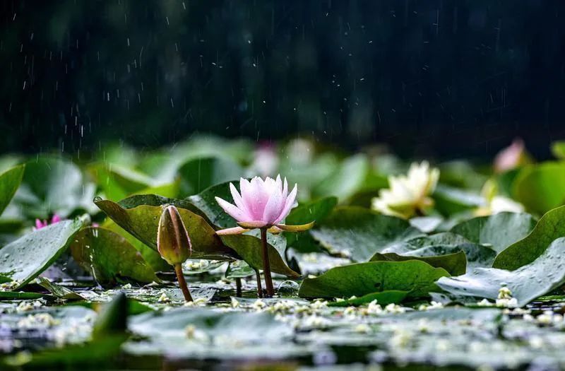 小雨中雨大雨,周内全是雨