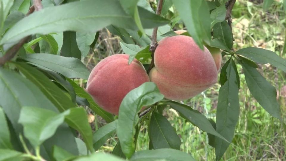 果蔬产业唱大戏  乡村振兴谱新篇