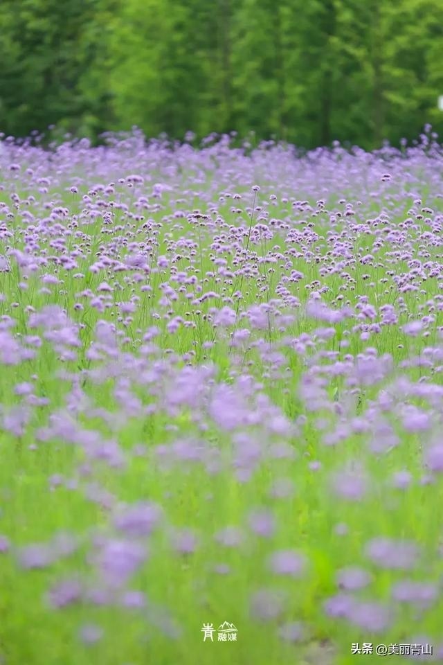 青山夏日花海已上线