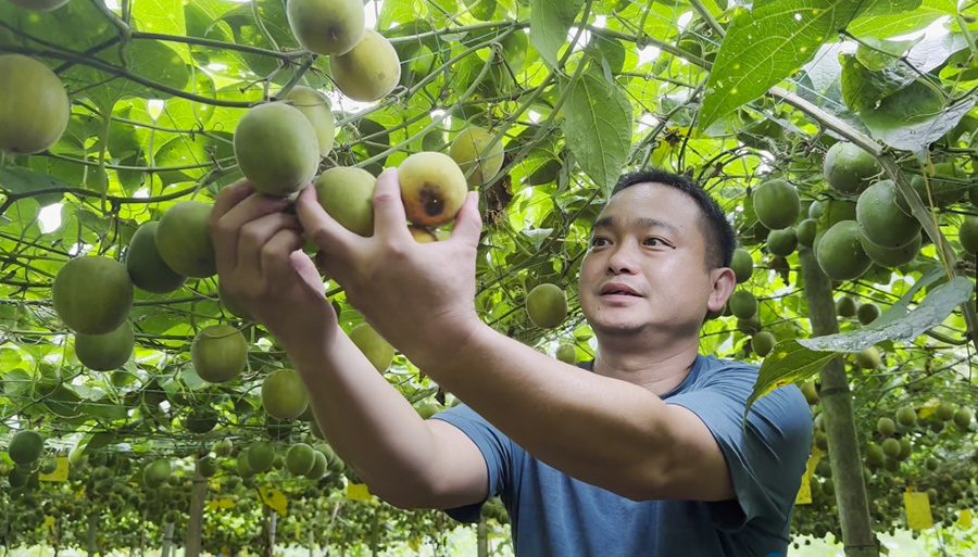 近年来,永福罗汉果广受消费者的青睐,市场价格走俏,农民种植罗汉果的