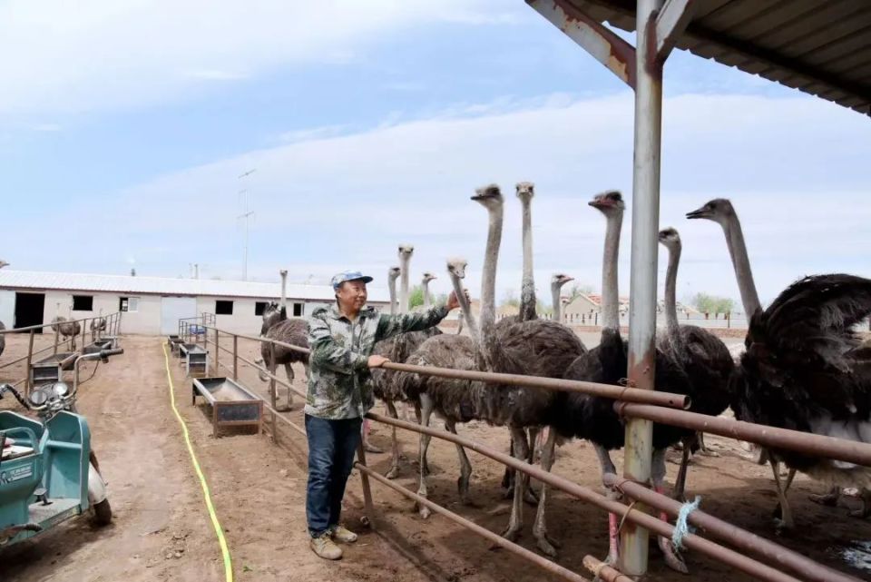 这些大鸟就是鸵鸟,身高达到2.