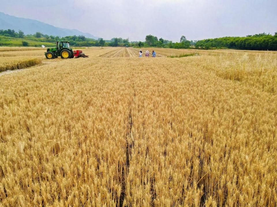 风吹麦浪,秦岭山下长安区麦子熟了
