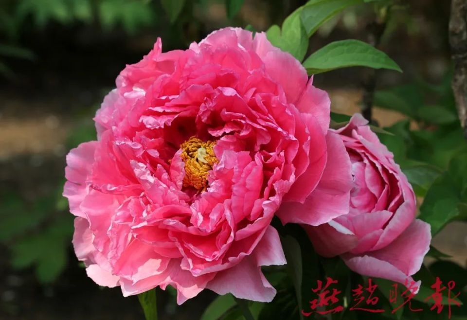 最美牡丹花长安公园内的绿牡丹即将绽放除了长安公园,此时石门公园