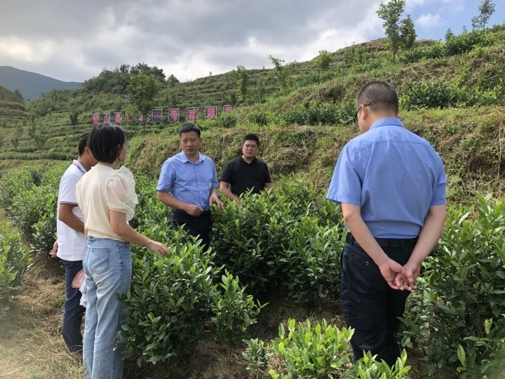 初心不改再创一片叶子精彩故事记安吉县溪龙乡黄杜村党总支书记村委会