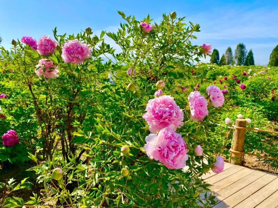 临洮曹家坪牡丹园