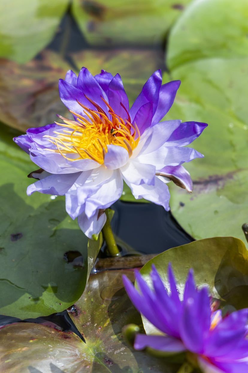 双色睡莲"咏叹调"绽放广州莲花山