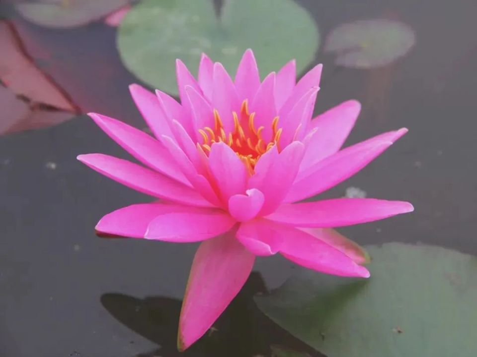 临近荷花季,你知道西湖里有多少种荷花吗?