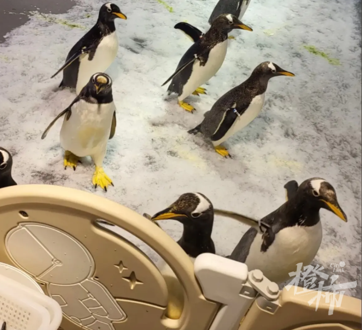 老板跑路了,我们要申请执行企鹅