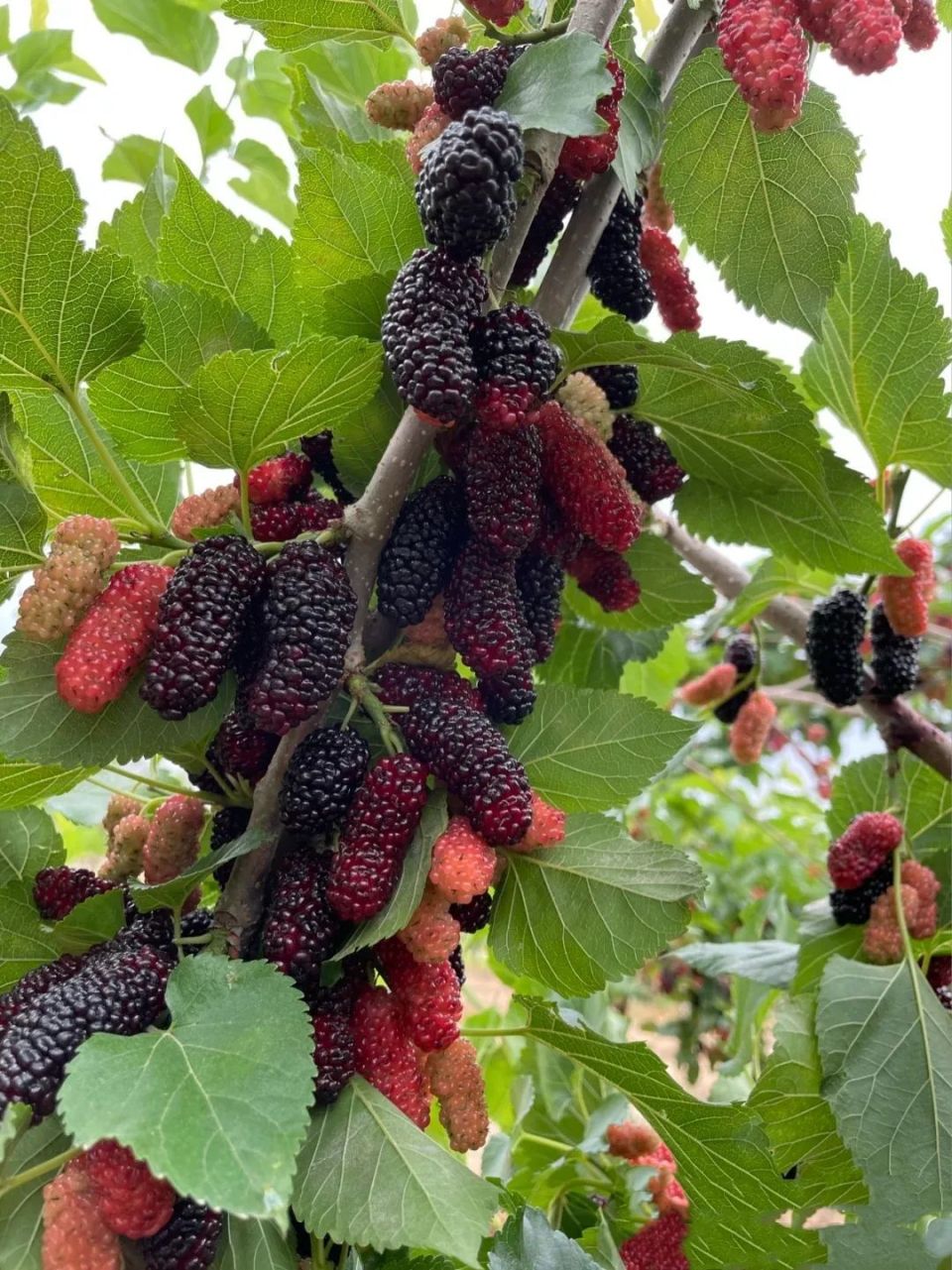 桑葚:吐鲁番的另一种甜美