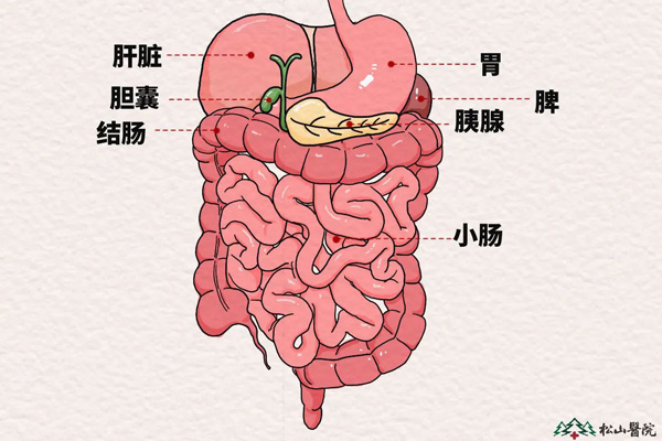 胰腺的分部图片