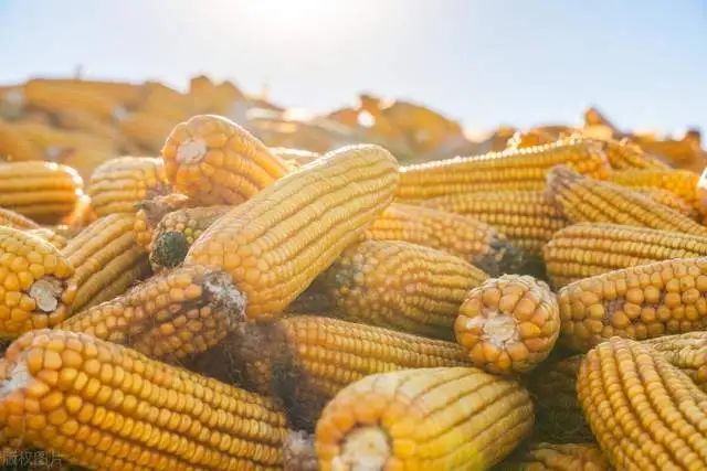 振,加上小麦小跌带来的邻池效应,使得周三芝加哥玉米期货价格小幅回落