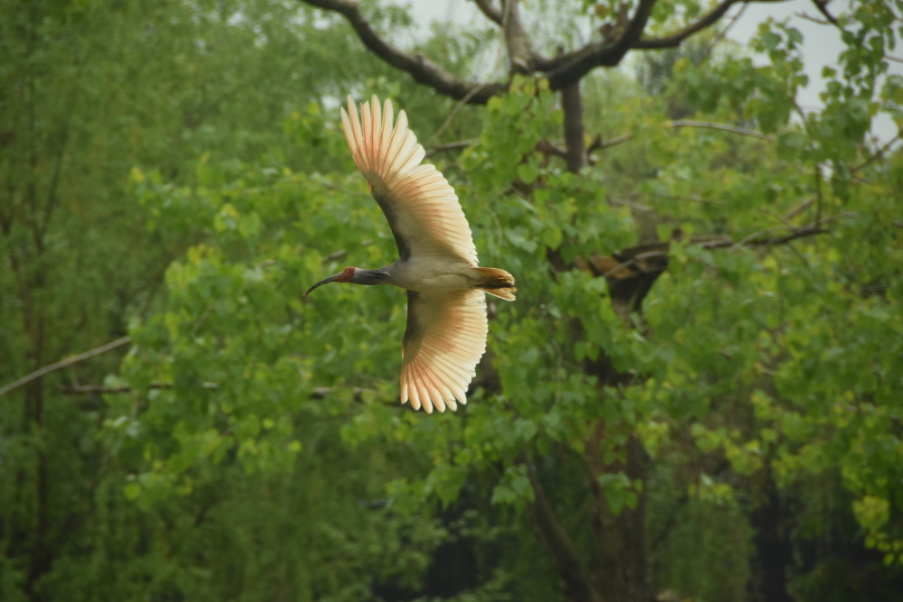 东方宝石朱鹮家族再添新丁