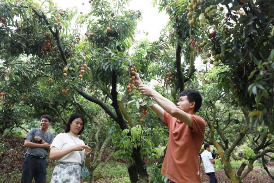 实现荔枝自由！东莞47个采摘点“上新”，来尝莞荔、逛古村…_腾讯新闻