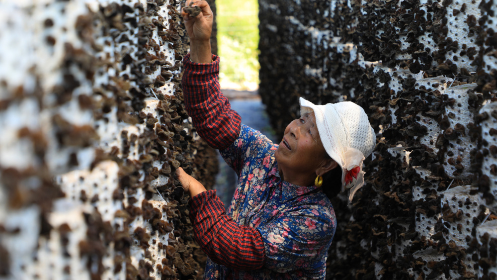 新华社记者 张智敏 摄7月29日,在卓尼县纳浪镇纳浪村黑木耳种植基地