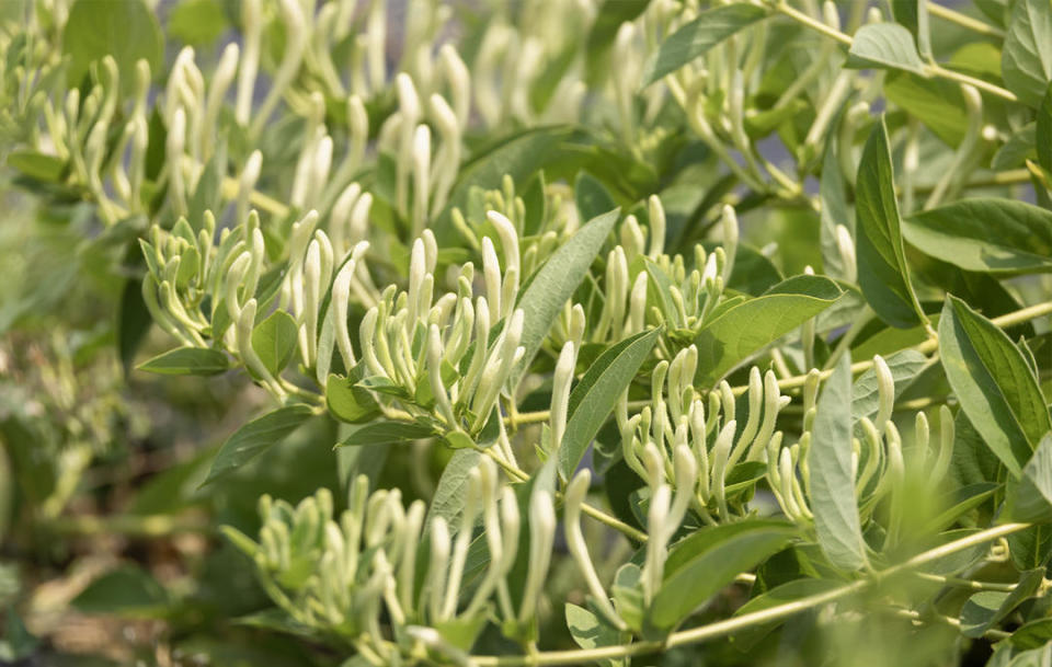 山东好景|金银花开幸福来