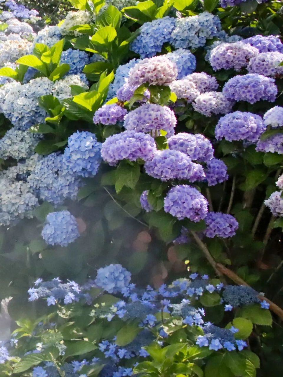 初夏,来大理赴一场花之盛宴