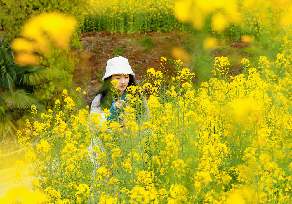 椒江下陈花海图片