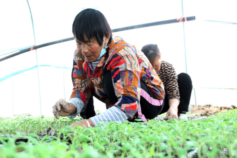 一〇六团设施农业基地共有大棚200座,其中培育番茄苗圃大棚70座,能够