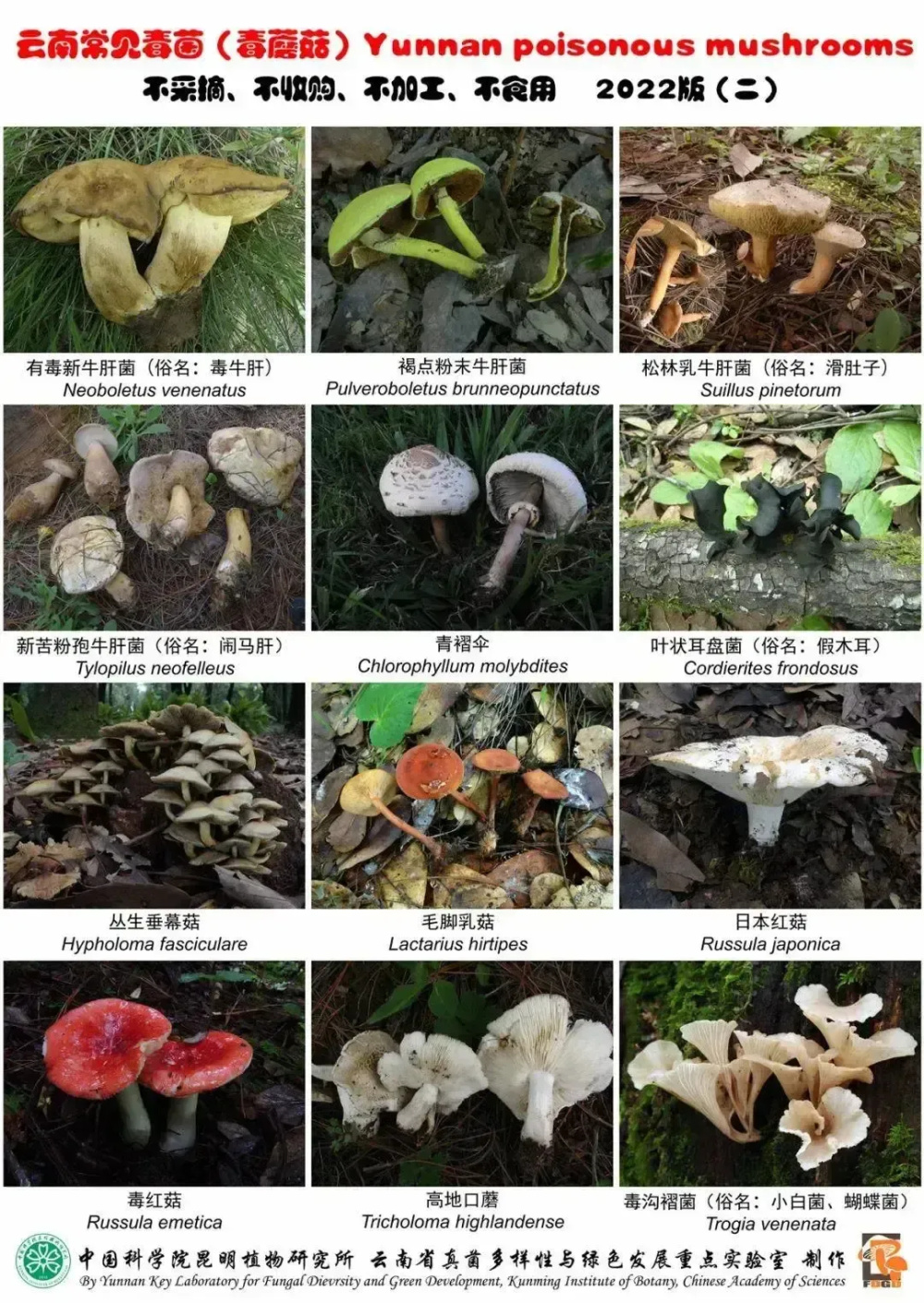 菇勇者必看捡菌买菌吃菌攻略来了